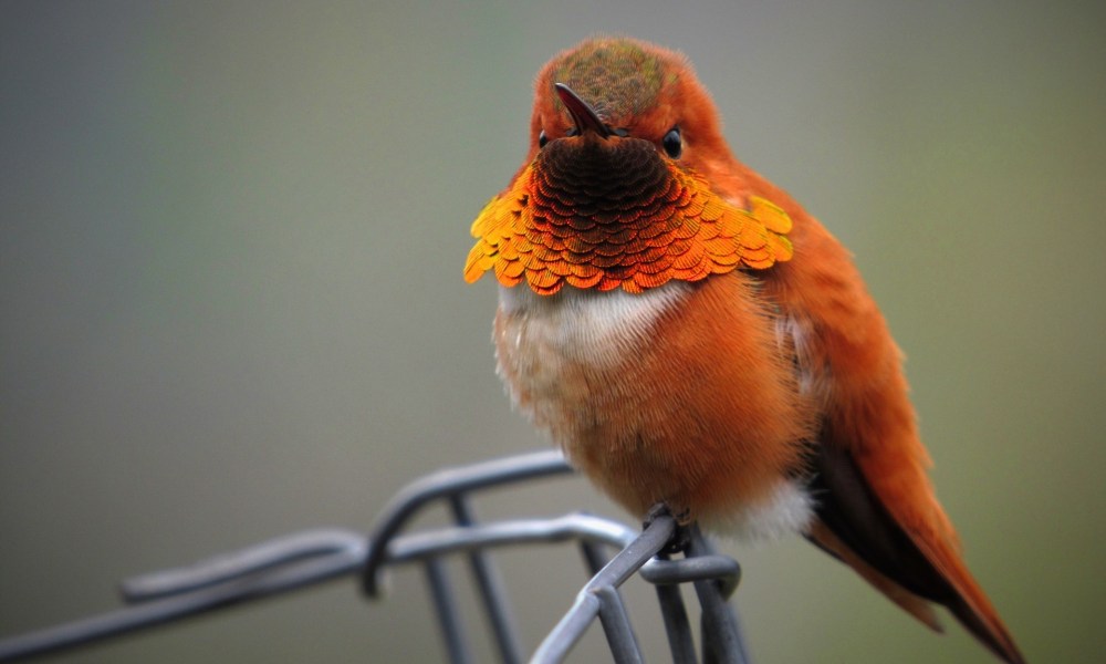 Male rufous hummingbird