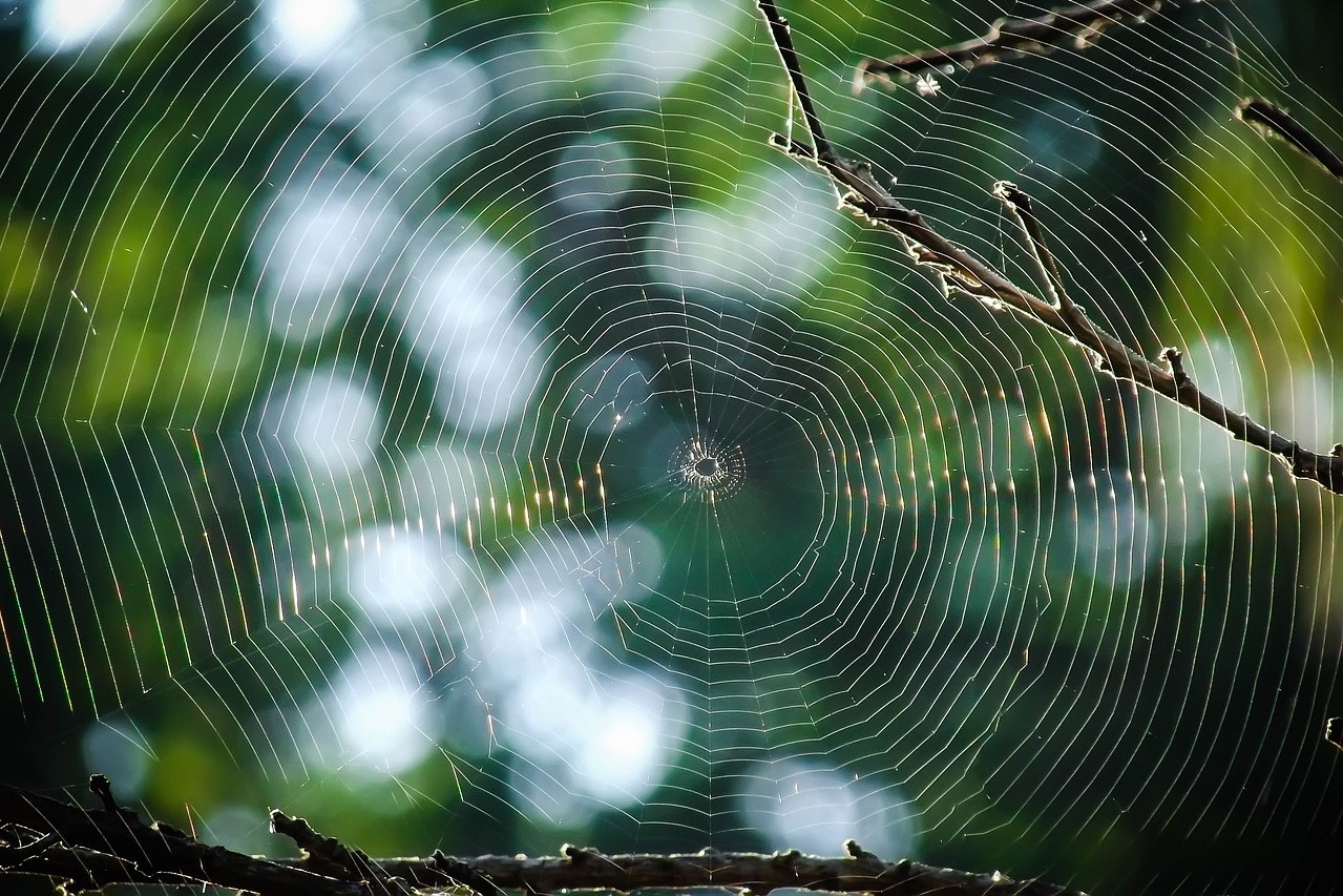 how to get rid of spiders garden web
