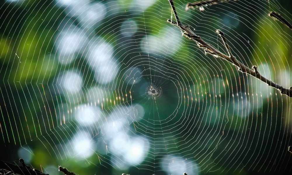 A spiderweb between branches