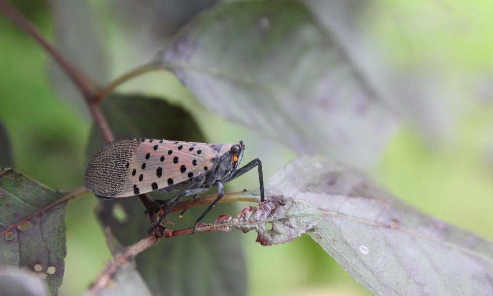 A spotted lanternfly