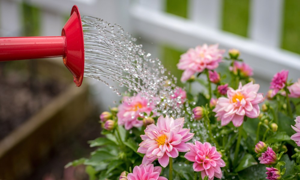 Pink dahlias being watered with a red watering can