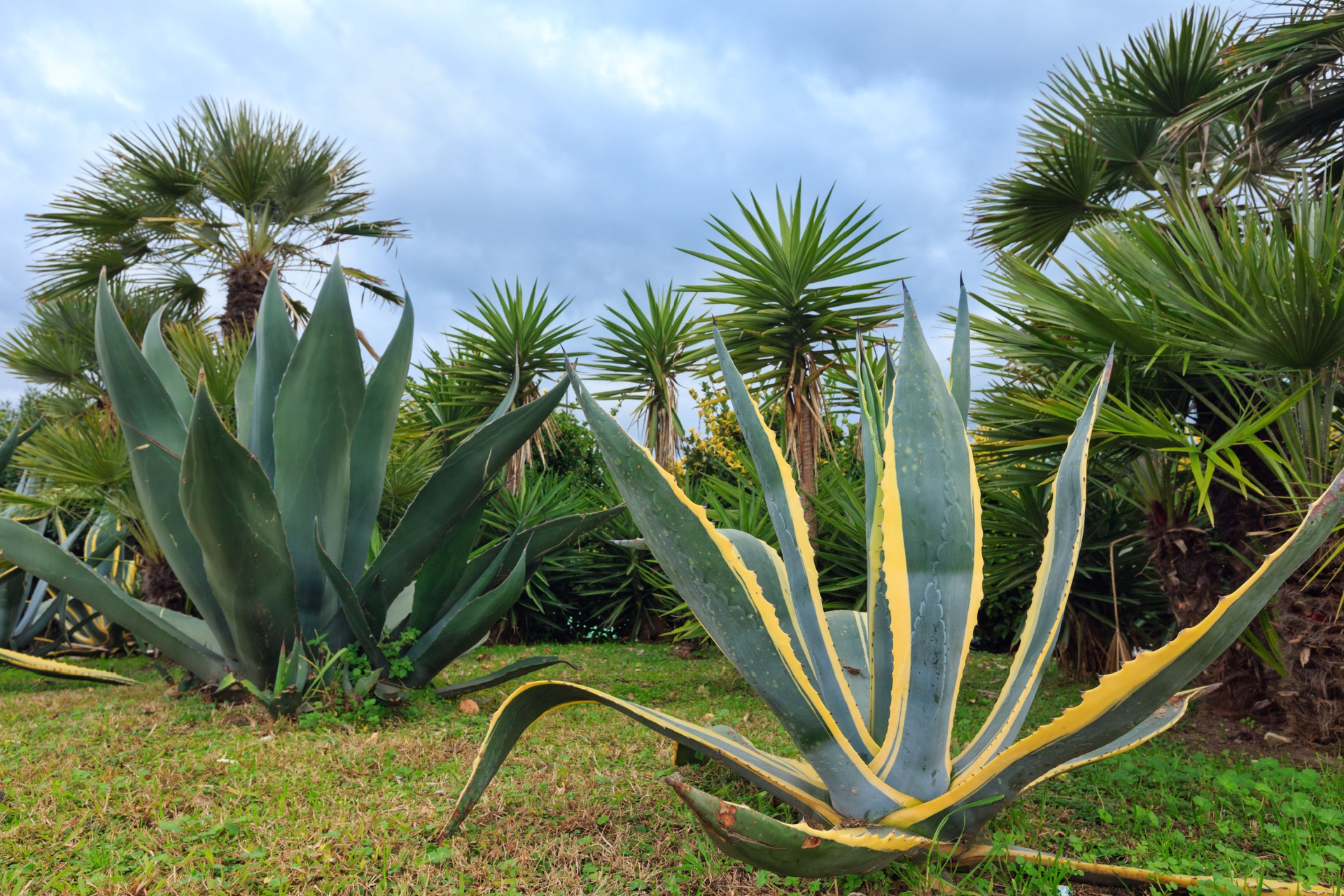 Your Guide To Caring For The Agave Century Plant | HappySprout