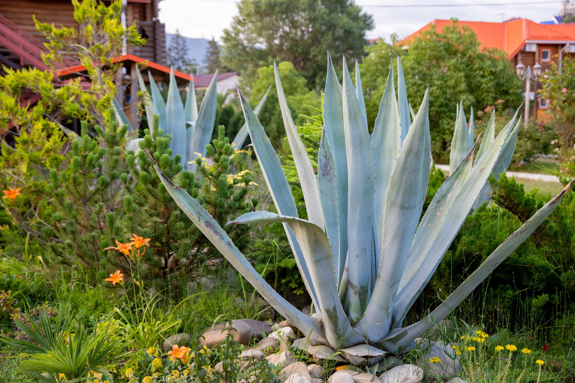 century plant care guide gray green agave americana