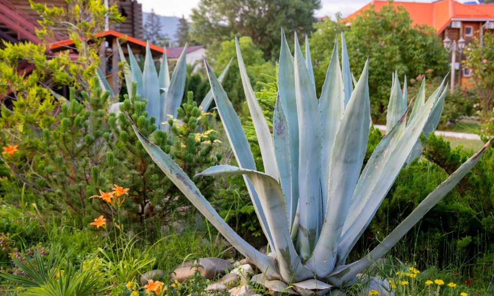 Gray green Agave americana