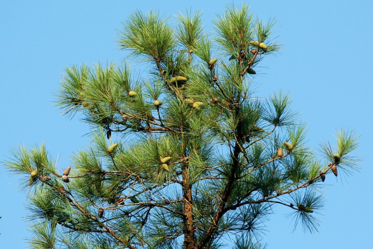 loblolly pine care guide tree