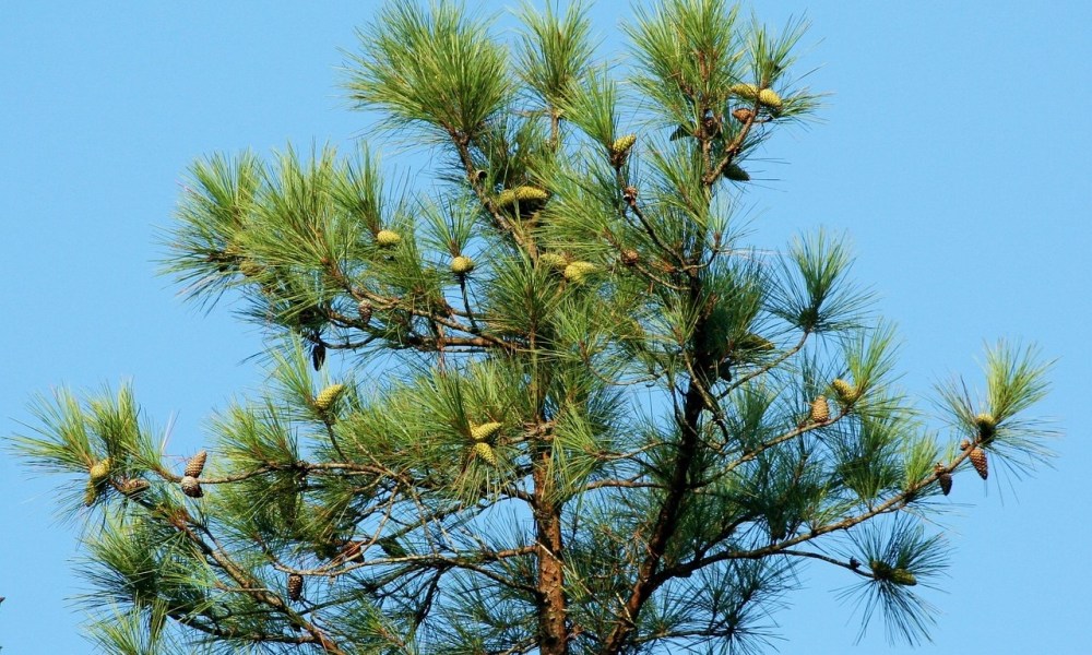 A tall loblolly pine