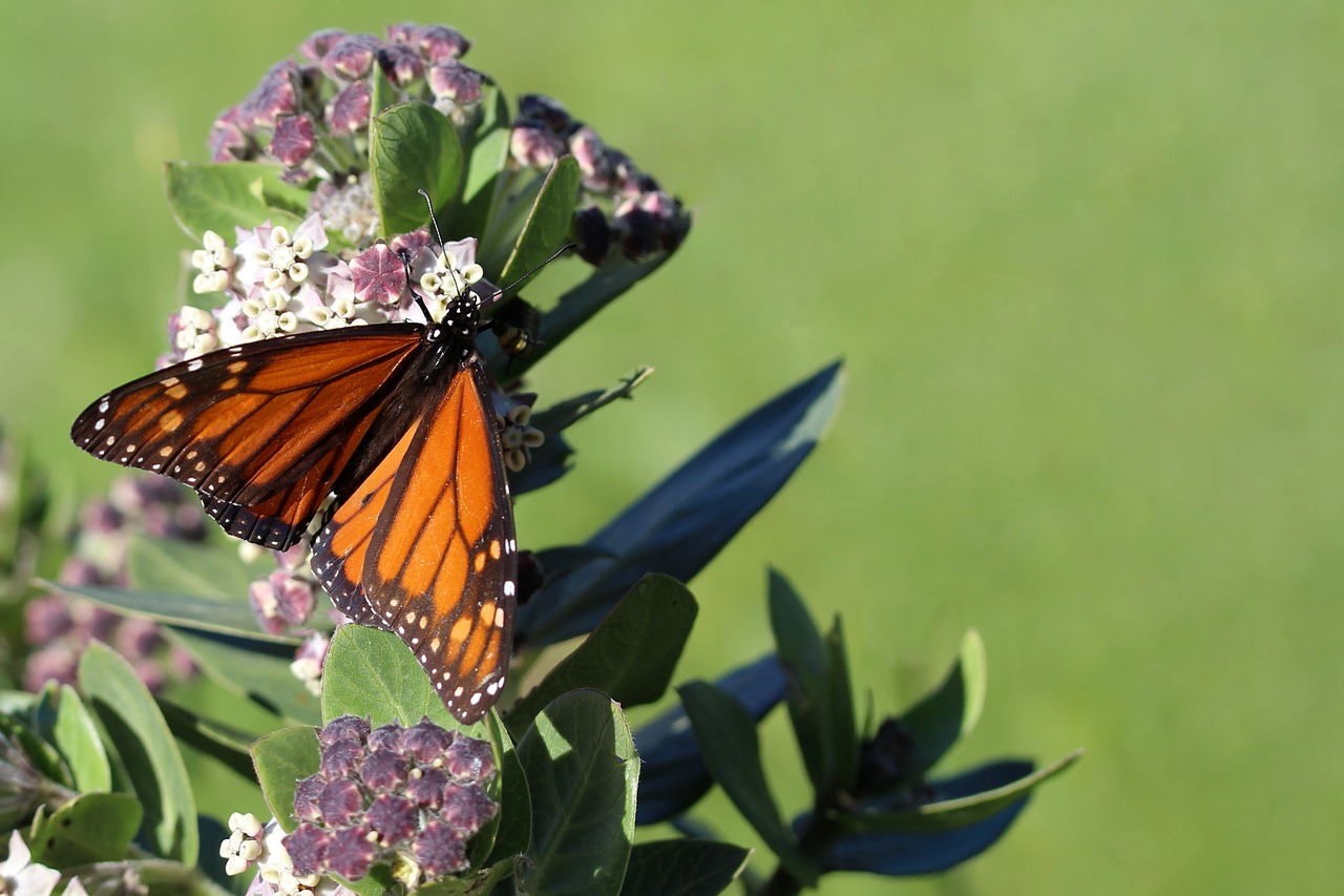 common milkweed planting and care guide monarch butterfly on