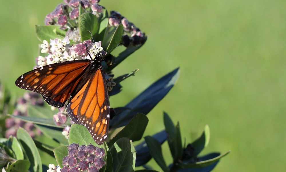 A monarch butterfly on a milkweed flower