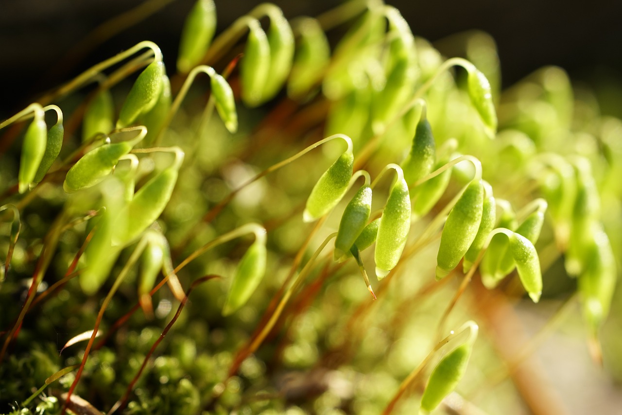 What To Know About Growing Irish Moss in Your Yard or Garden | HappySprout