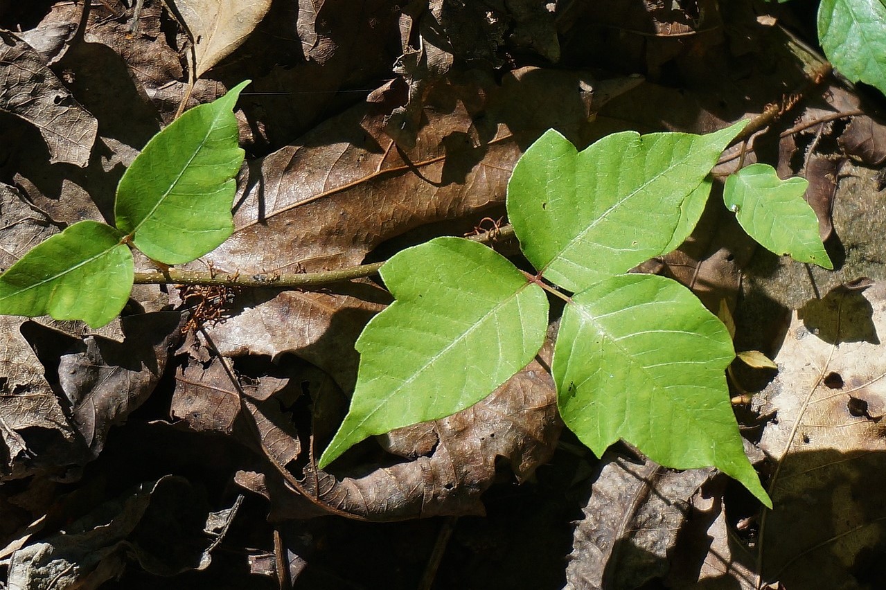how to get rid of poison ivy