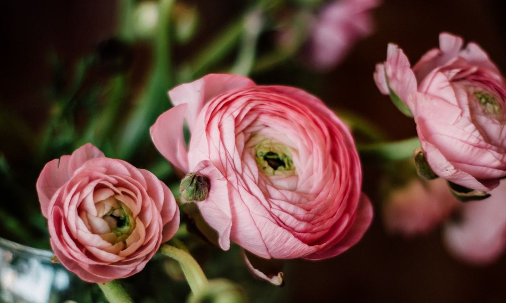 Pink ranunculus flowers