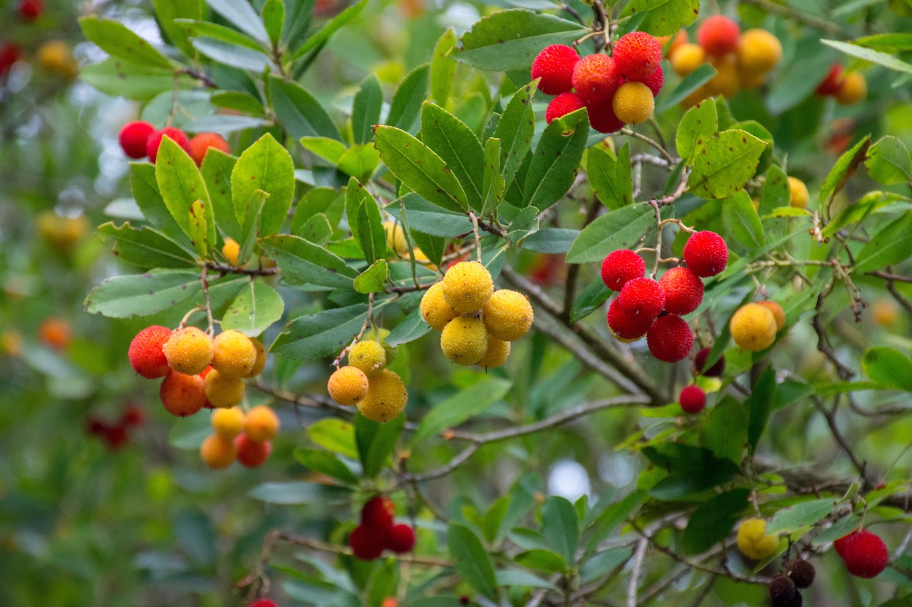 how-to-successfully-grow-a-strawberry-tree-happysprout