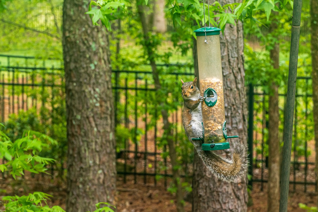 how to make a squirrel proof bird feeder at