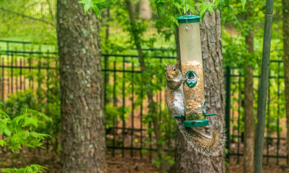 A squirrel eating out of a hanging bird feeder