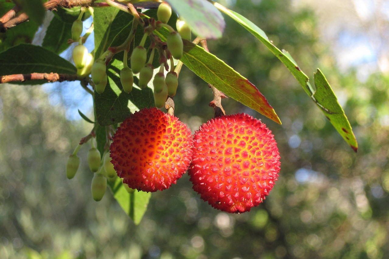 strawberry tree planting and care guide fruit