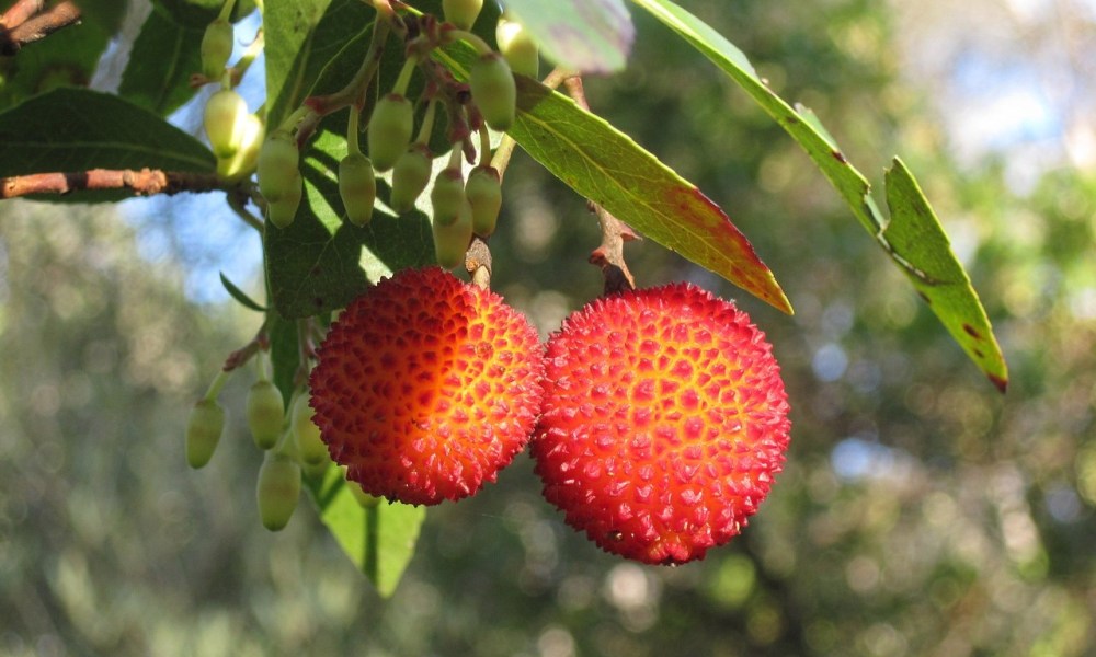 Two strawberry tree fruits on a branch