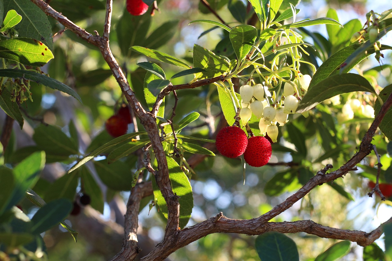 how-to-successfully-grow-a-strawberry-tree-happysprout