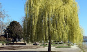 A weeping willow tree planted in a patch of grass surrounded by stone in front of a building