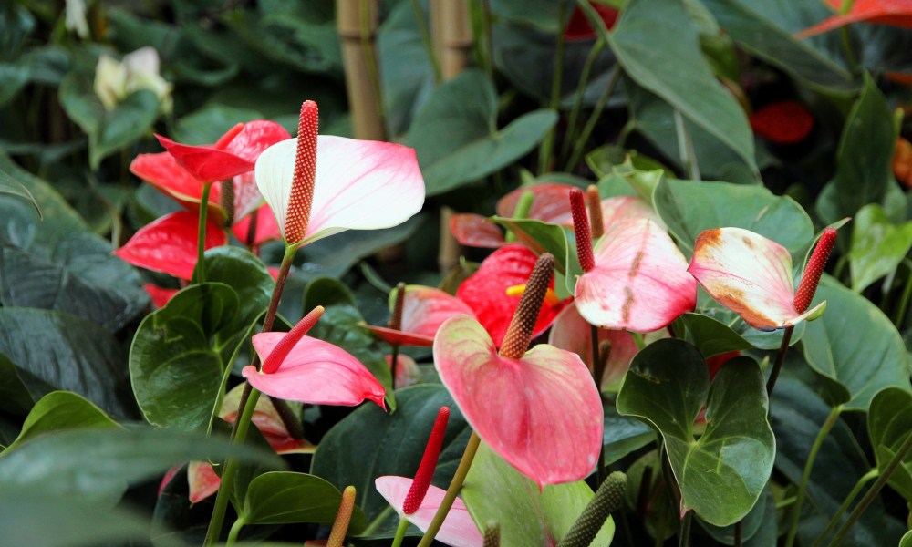 Clusters of red anthuriums