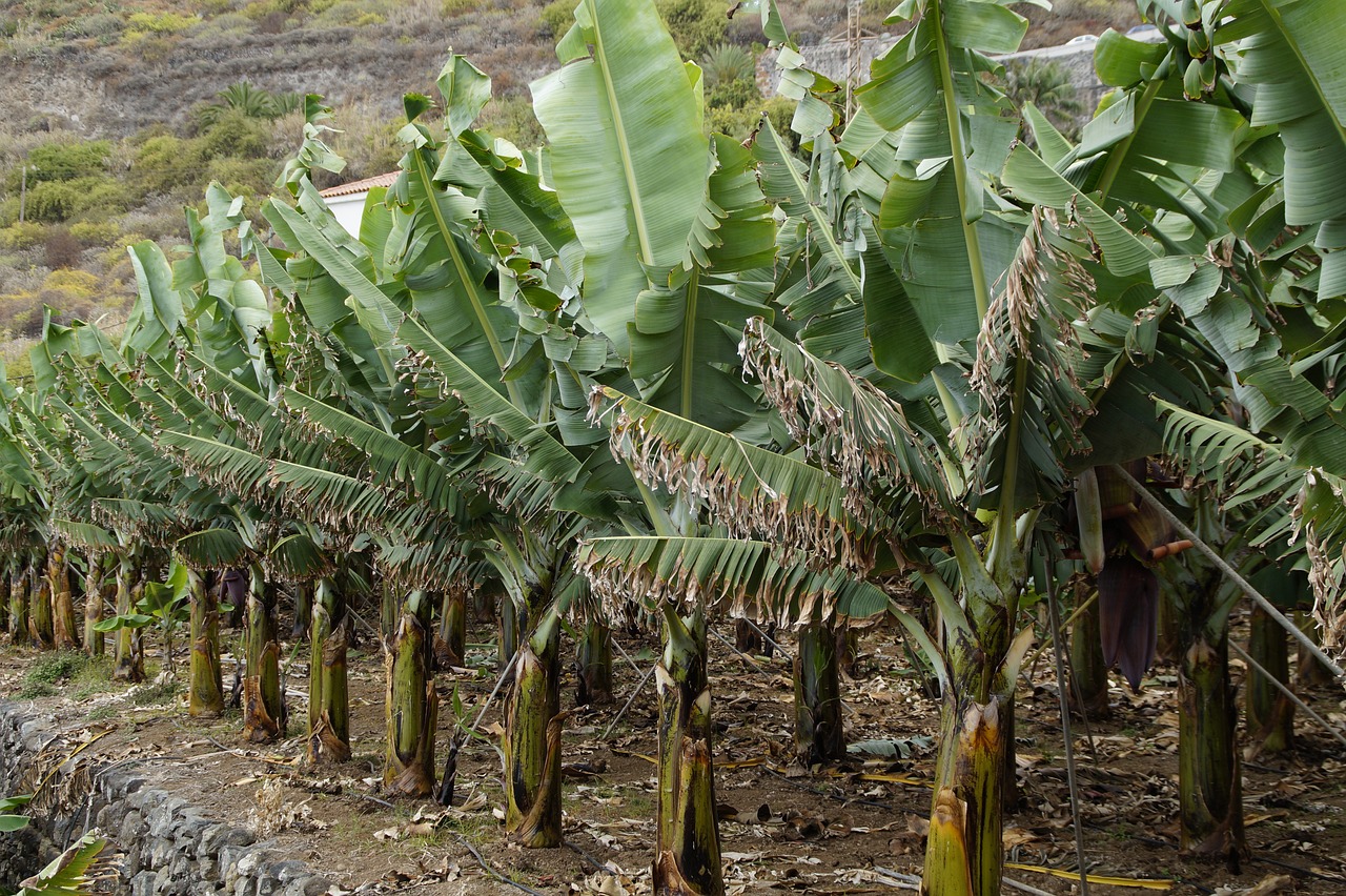 How Bananas Reproduce and How You Can Grow Them Yourself | HappySprout