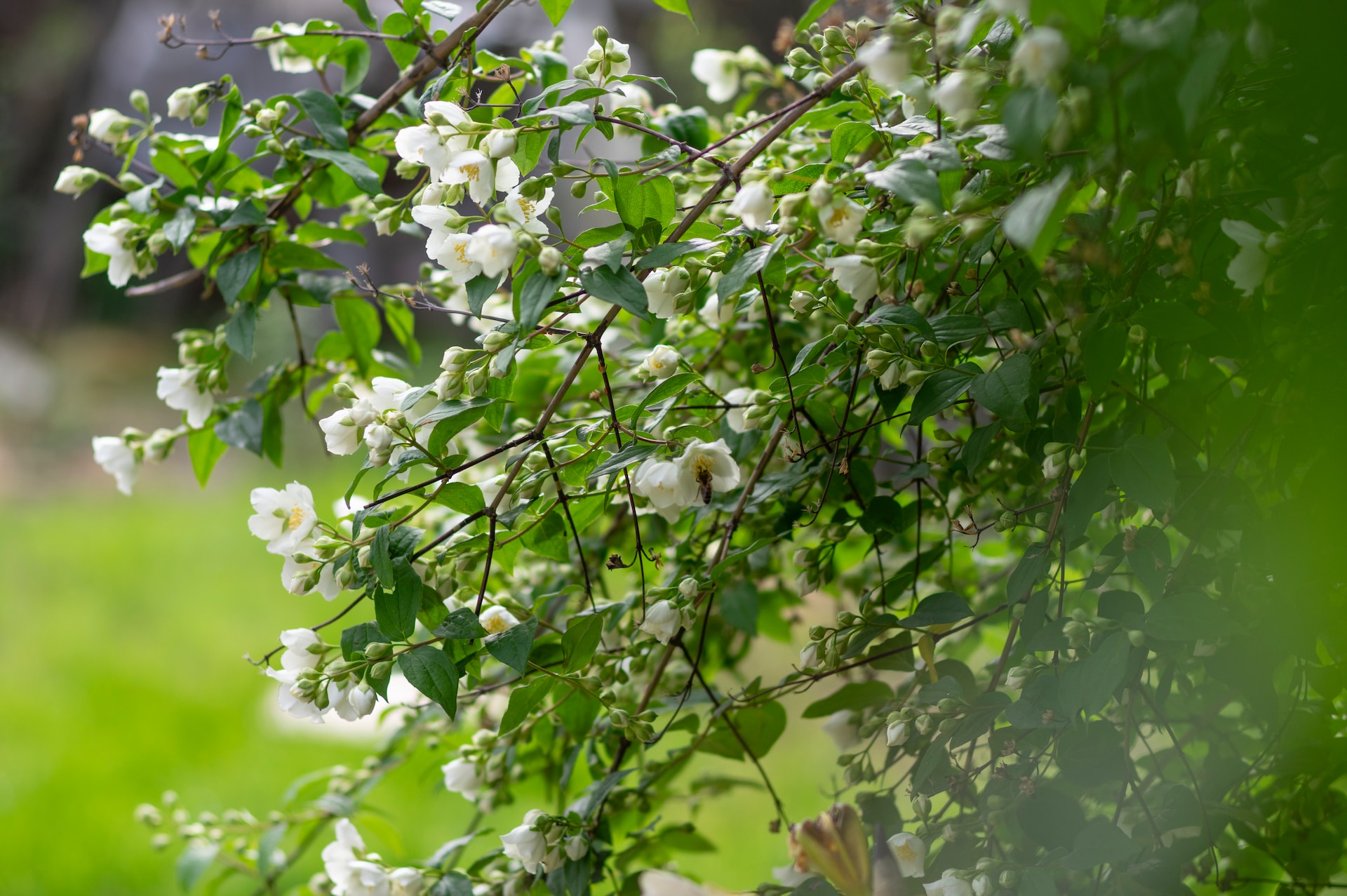 Jasmine Growing and Care Tips – Add More Beauty to Your Garden