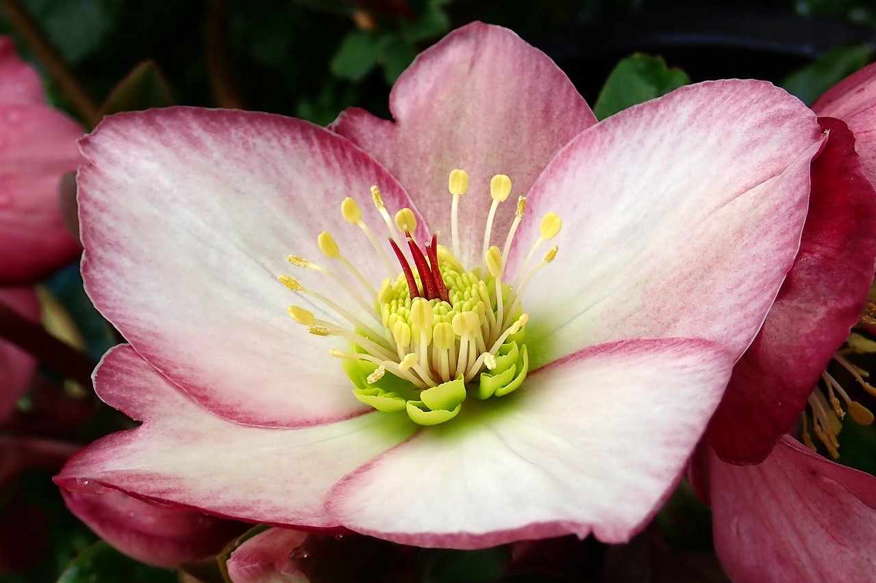 5-stunning-lenten-rose-varieties-to-add-to-your-garden-happysprout