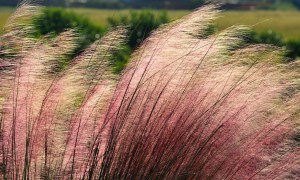 Pink muhly grass