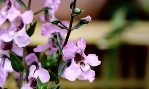 Light purple angelonia flowers