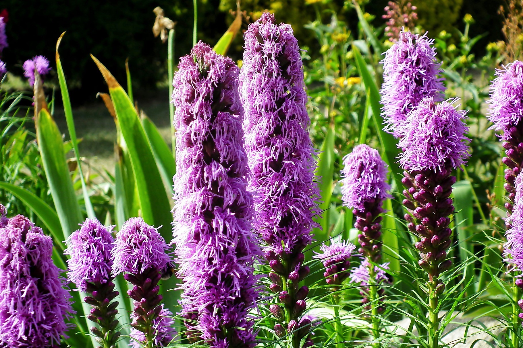 How to Grow Stunning Liatris in Your Yard or Garden | HappySprout