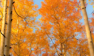 Quaking aspen trees