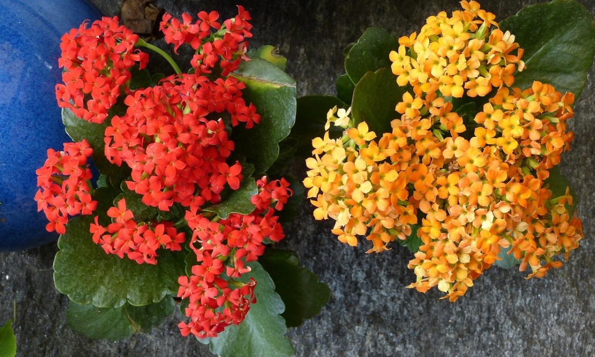 Red and yellow kalanchoe flowers