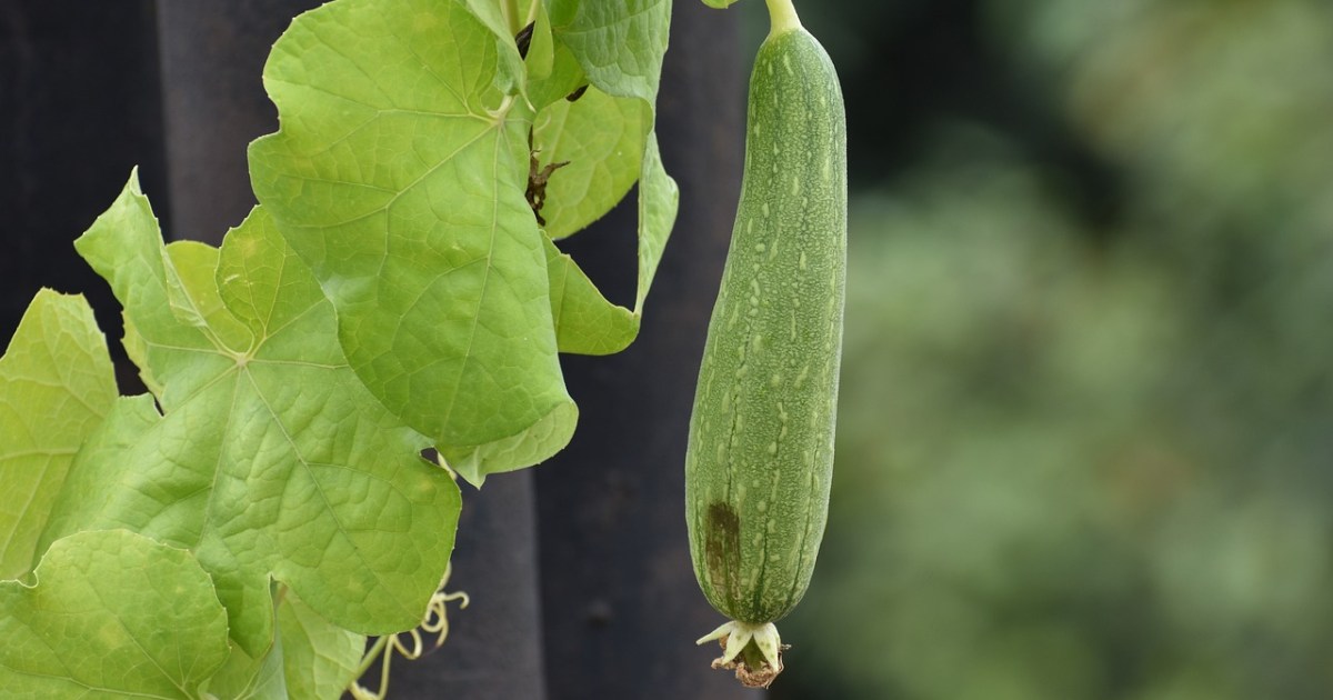 How To Grow and Harvest Your Own Loofah Plants HappySprout