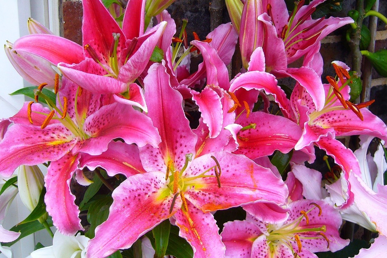 A bouquet of stargazer lilies