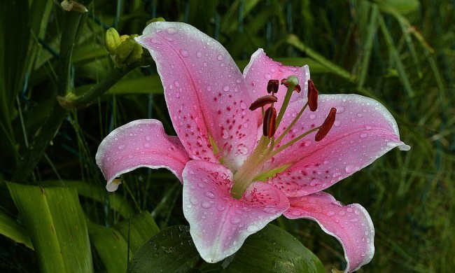 Stargazer lily bloom