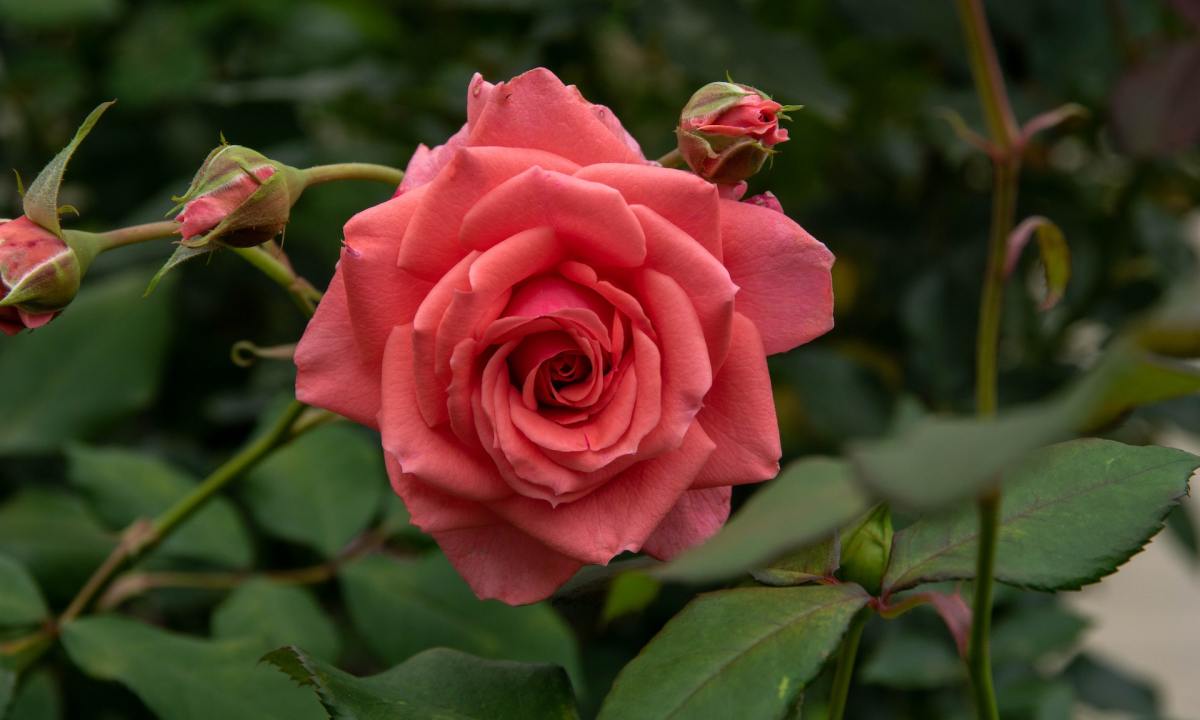 Pink Knock Out rose