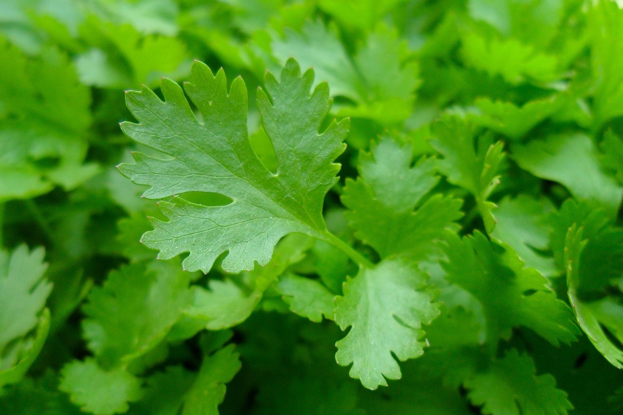 A parsley leaf close-up