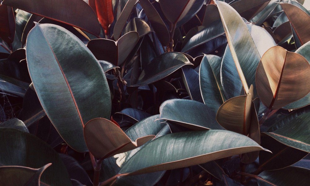 Rubber tree plant with dark leaves