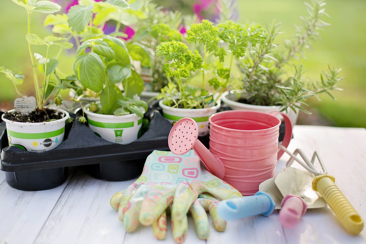 Herbs in nursery pots on a table with a watering can, gloves, and gardening tools