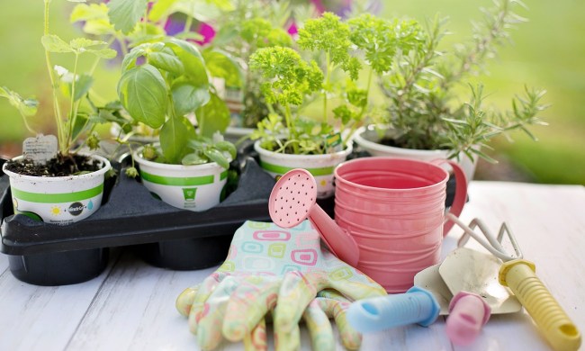 Herbs in nursery pots on a table with a watering can, gloves, and gardening tools