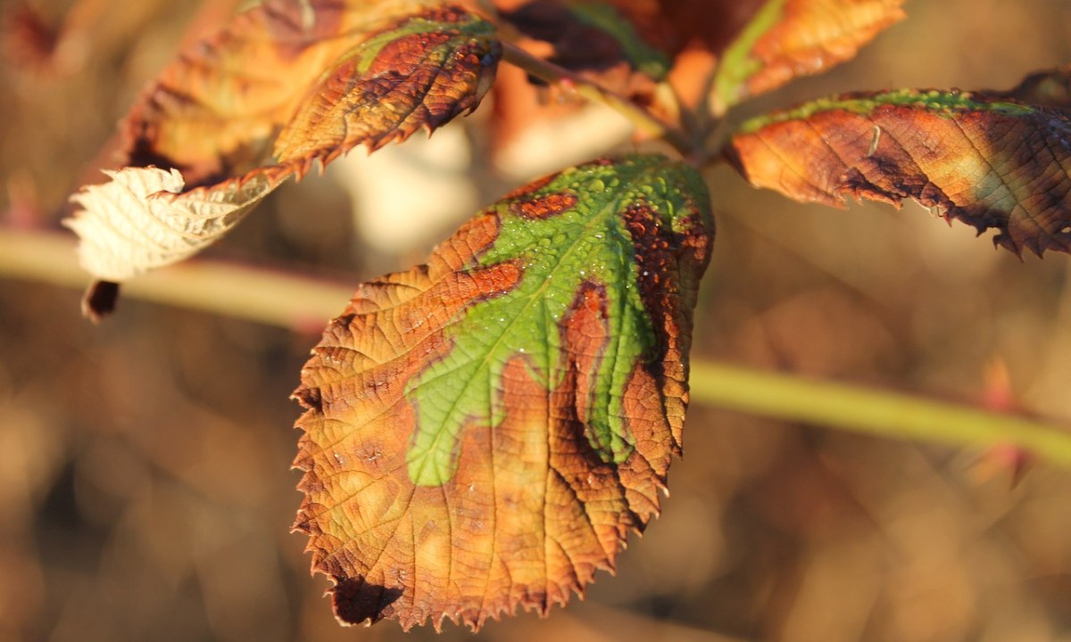 Leaves on a plant turning brown