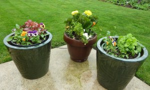 Three container gardens with flowers on a patio