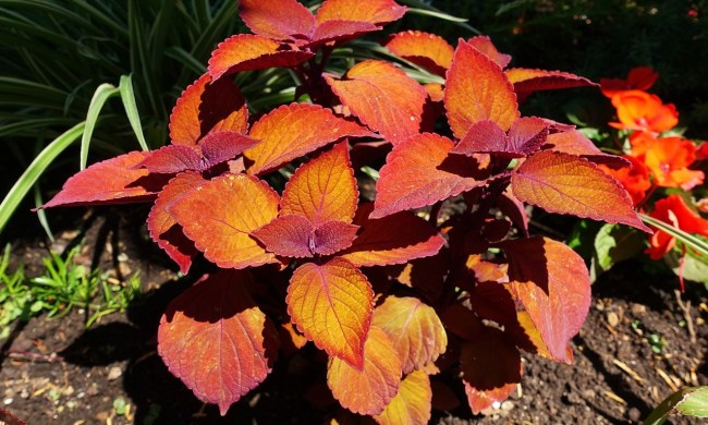 A coleus plant with orange and red leaves
