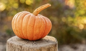 A small pumpkin sitting on top of a fence post