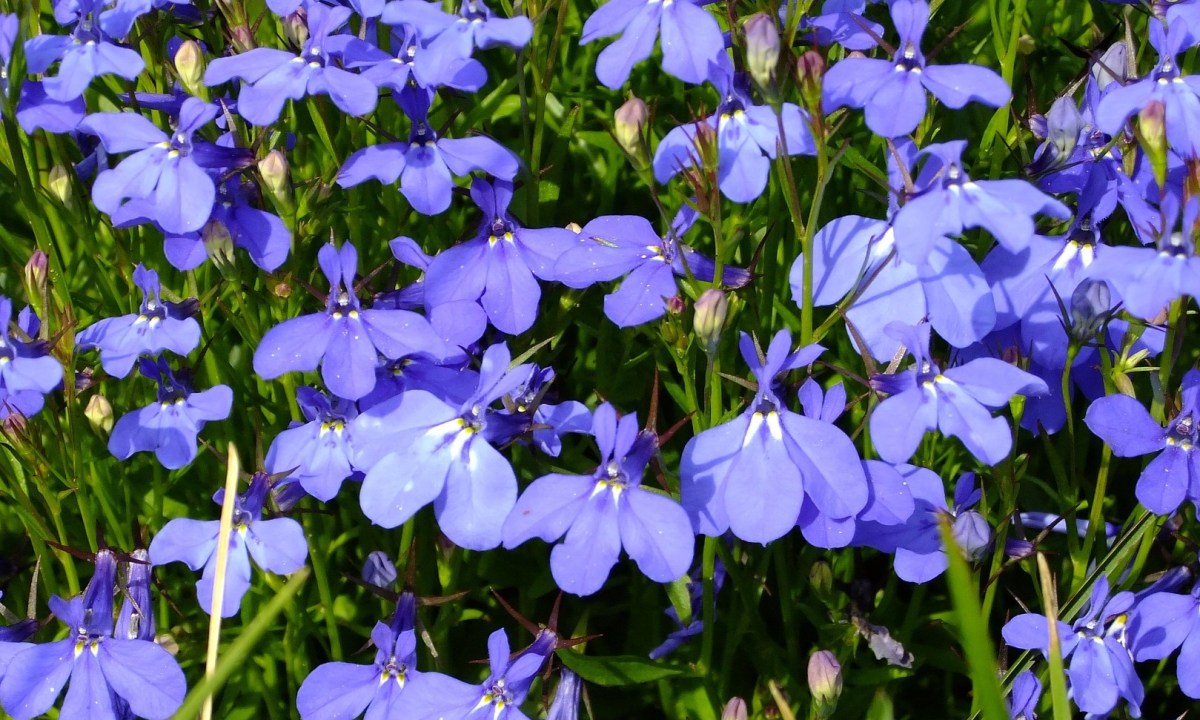 Blue lobelia flowers