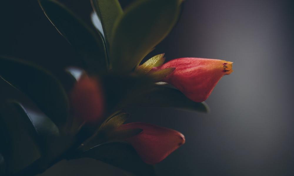 A goldfish plant blooming in a dark room