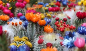 Many cacti with brightly colored flowers