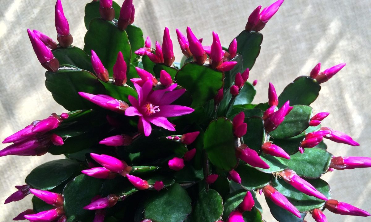 Christmas cactus with pink buds