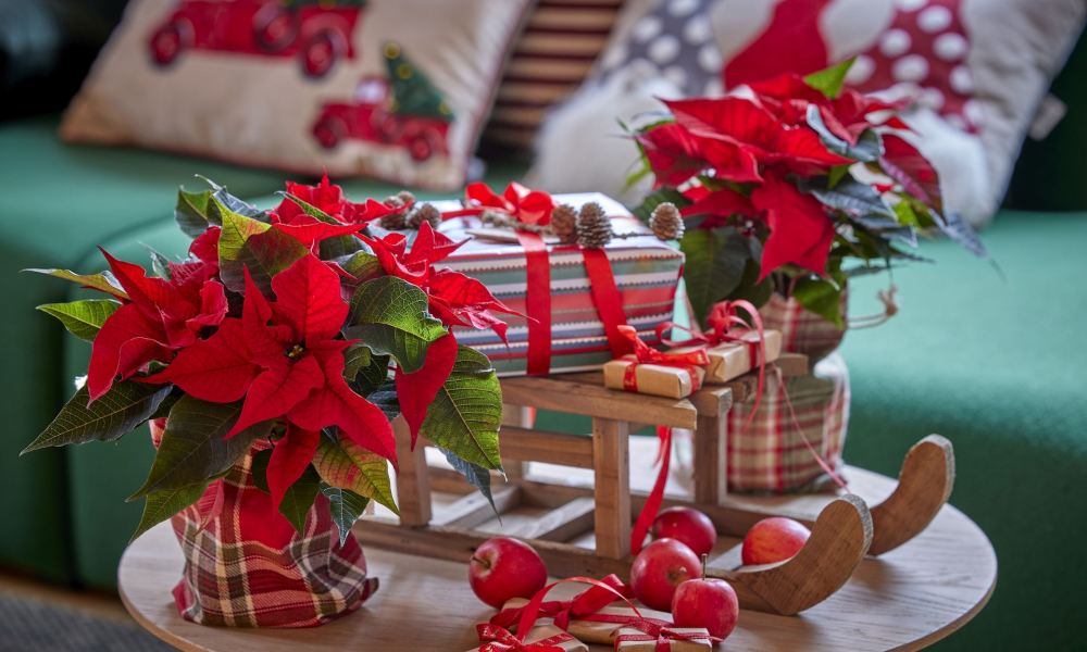 A table decorated in red and white with two potted poinsettias