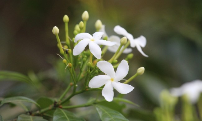 Jasmine plant blooming