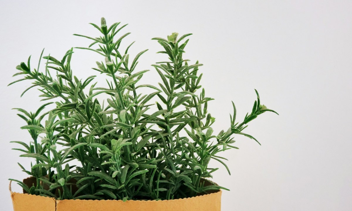 Rosemary plant